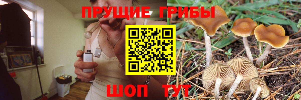 Псилоцибиновые грибы Cubensis Малоярославец